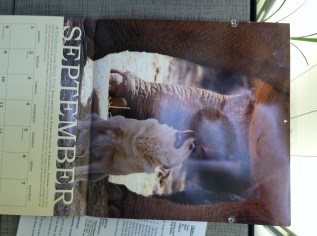 I wasn't kidding about the calendar. This is a dog and elephant friendship.