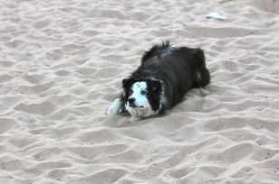 Fur Face is never tired and so cute. 