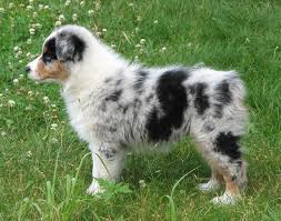 Jesse and I really want a puppy like this one.