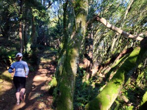 We called this section leading up to Cardiac Hill on the Dipsea the enchanted forest.