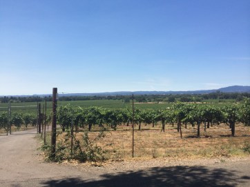 Gorgeous wine country.